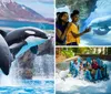 Two orcas are leaping out of the water in a synchronized performance with a backdrop that simulates a natural environment