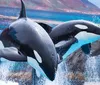 Two orcas are leaping out of the water in a synchronized performance with a backdrop that simulates a natural environment