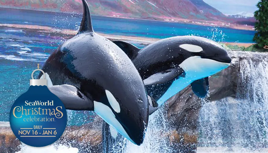 Two killer whales are leaping out of the water during a show at a Christmas-themed event at SeaWorld.