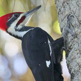 Birding and Wildlife Tour of Florida's Treasure Coast