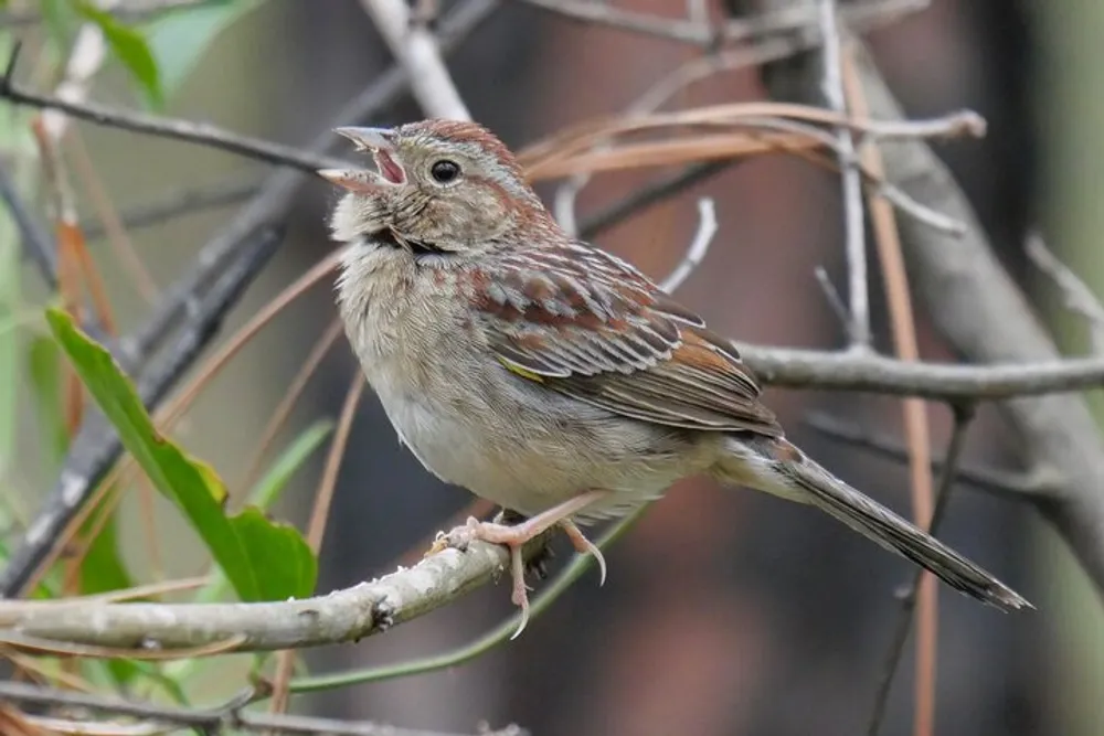 A small brown speckled bird is perched on a branch singing or calling with its beak wide open