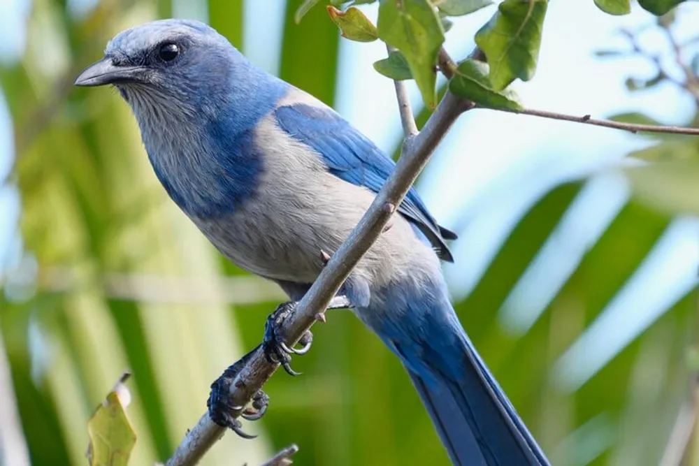 A blue jay is perched on a branch amidst green leaves showing off its vibrant blue plumage and attentive gaze