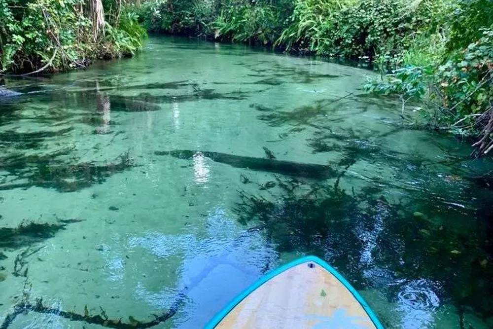 A person is paddleboarding through a tranquil green waterway surrounded by lush vegetation