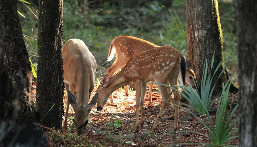 Two deer graze peacefully in a sun-dappled forest