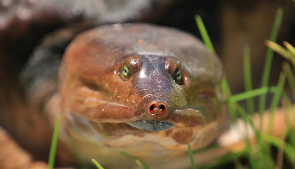 The image shows a close-up of a turtles head highlighting its eyes and nostrils with grass in the foreground
