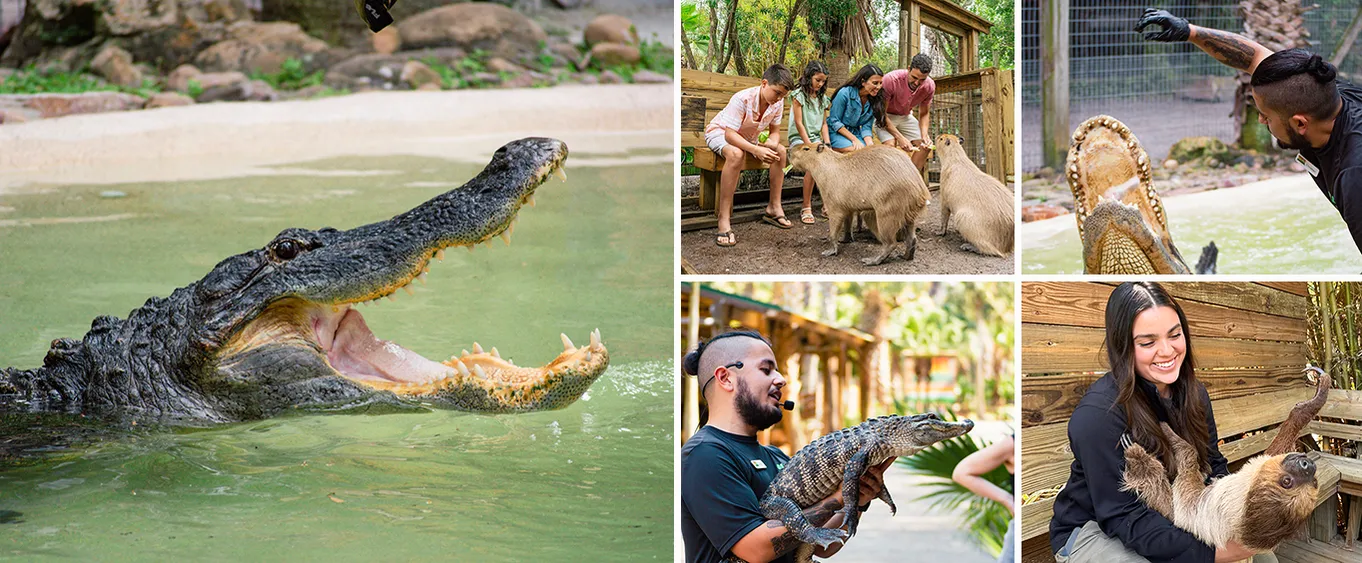 Gator Park Admission 