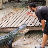 Wild Florida Gator Park Admission 