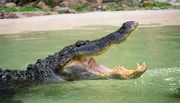 An alligator is half-submerged in water with its mouth wide open, showcasing its sharp teeth.