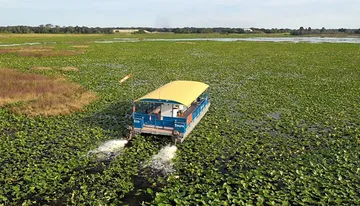 A tour boat is navigating through a thick layer of floating aquatic plants on a water surface.