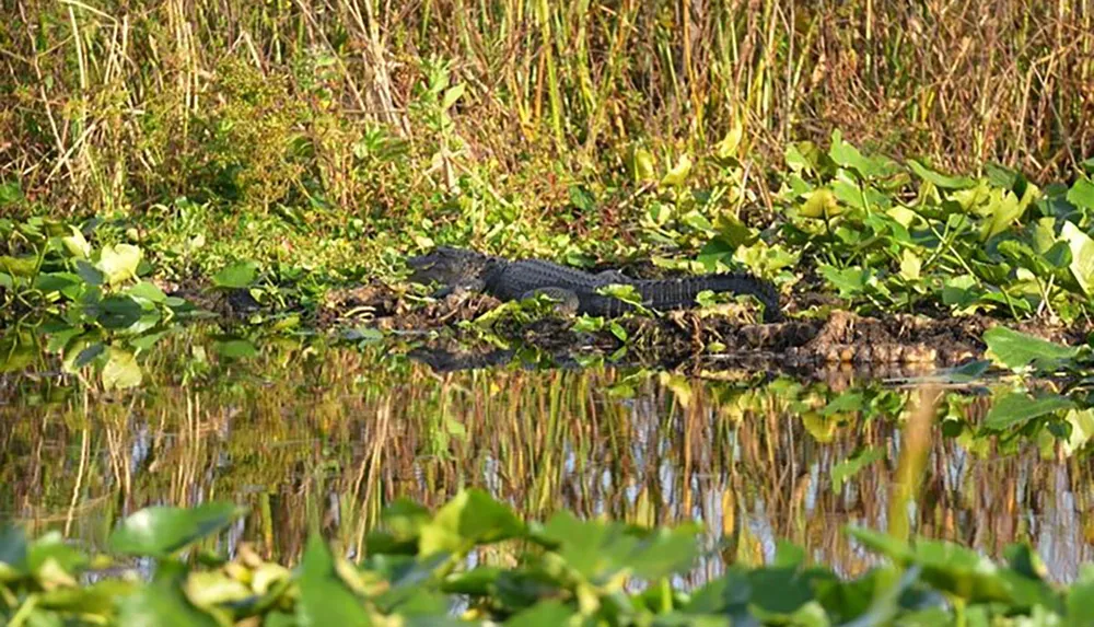 An alligator rests on the muddy bank of a waterway amidst green foliage its reflection visible in the still water