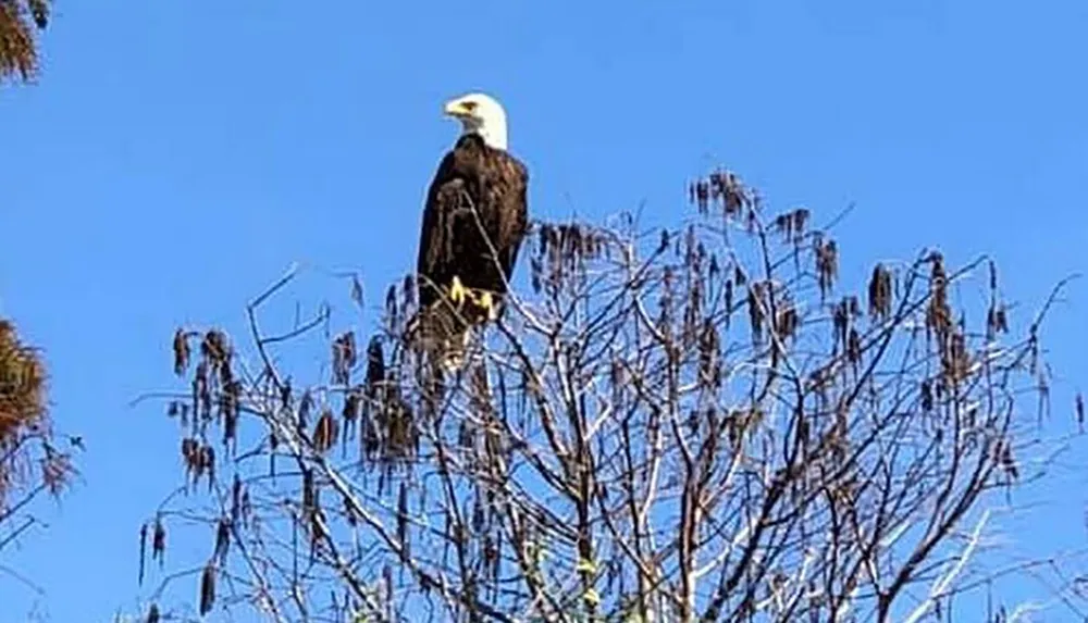 A majestic bald eagle is perched atop a bare tree against a clear blue sky background