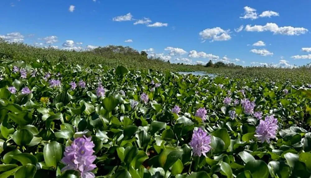 A dense cover of green water hyacinth with purple flowers spans across a water body under a blue sky peppered with fluffy clouds