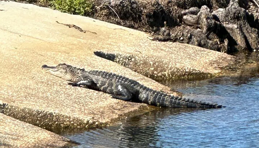A crocodile is basking in the sun on a concrete slope by the water's edge.