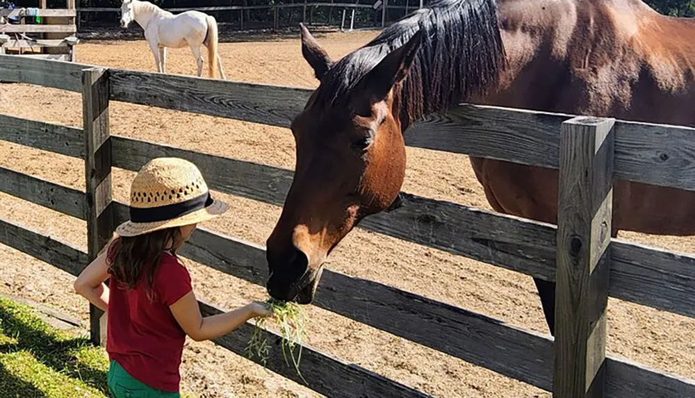A child in a straw hat is offering grass to a brown horse over a wooden fence while another horse stands in the background
