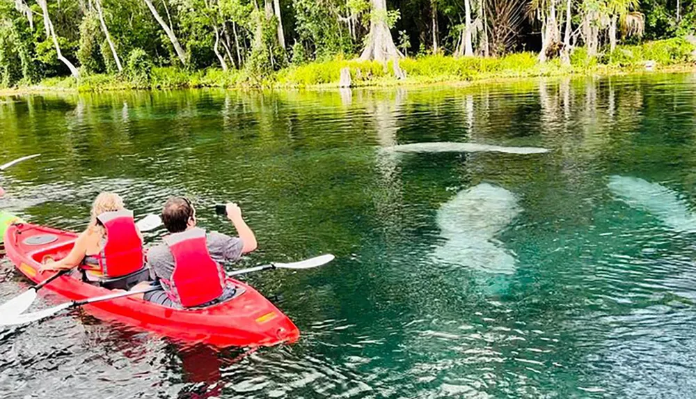 Two people are kayaking on a clear water river over submerged manatee silhouettes