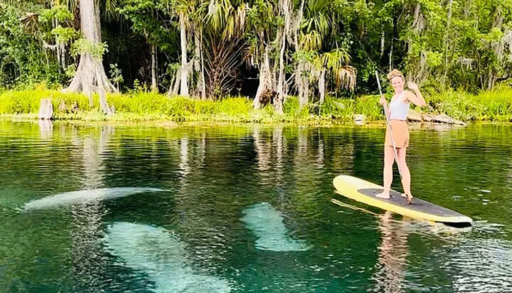 A person is paddleboarding on clear water above two large manatees in a natural scenic setting