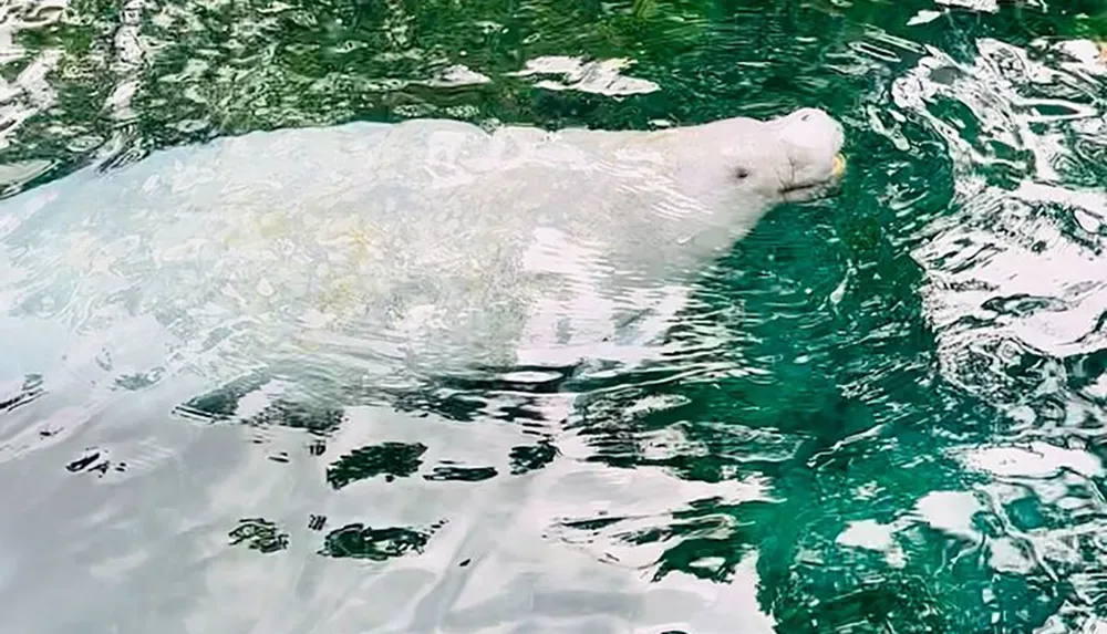 A polar bear is swimming in clear turquoise waters visible from above