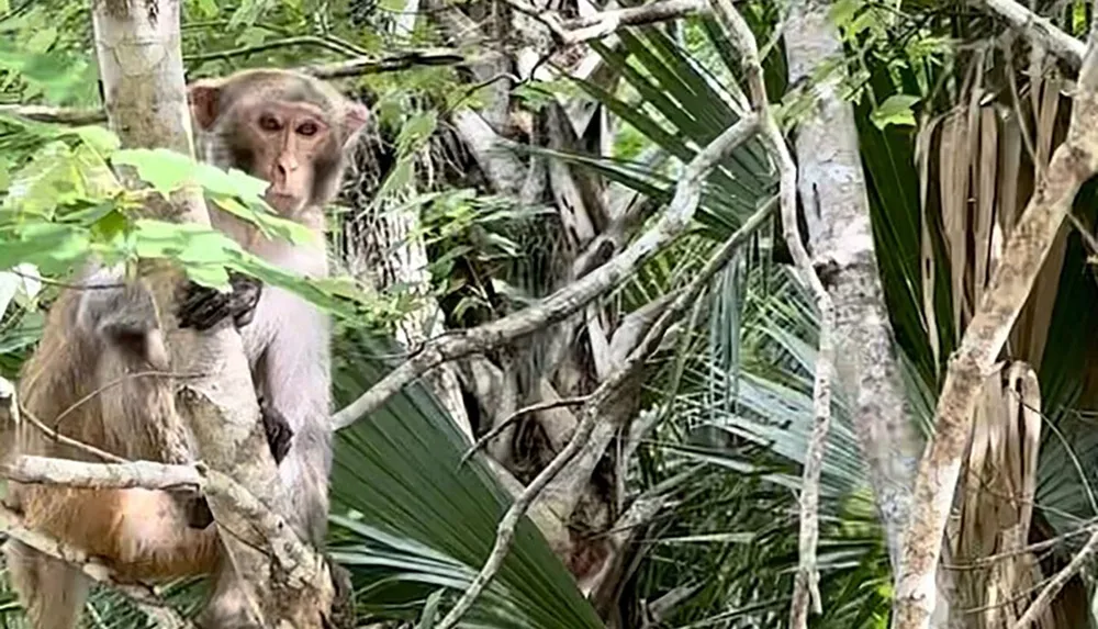 A monkey is perched on a tree amidst a lush green forest setting