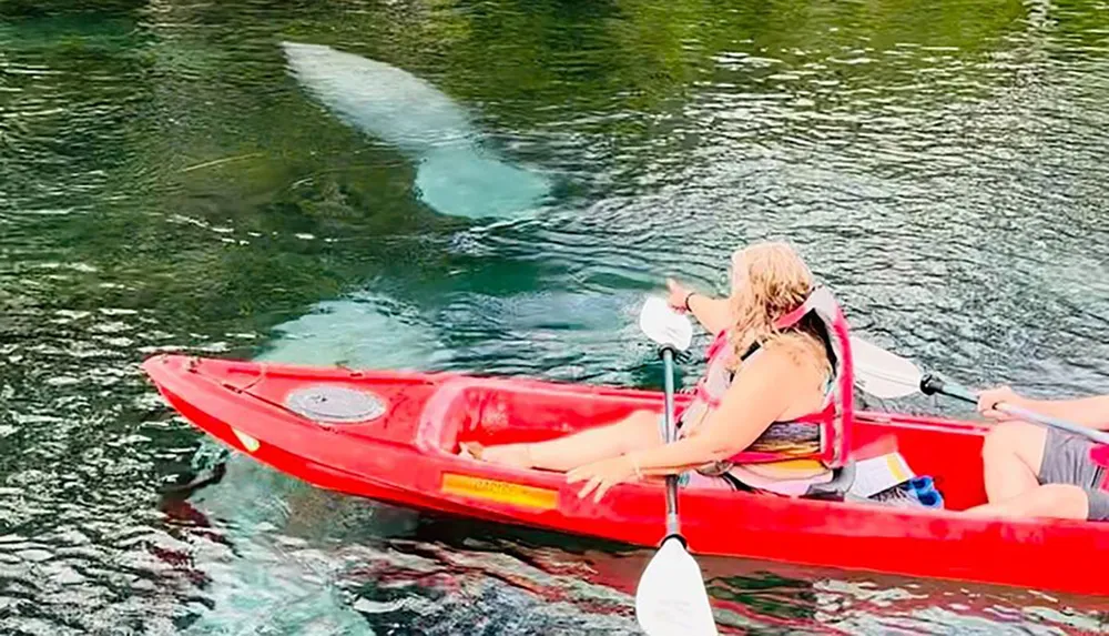 Two people are kayaking on clear water with a manatee visible underneath