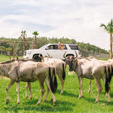 Wild Florida Drive-Thru Safari and Gator Park Admission