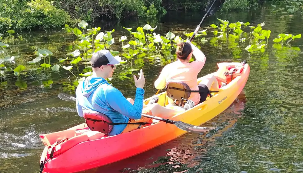 Two people are kayaking on a calm body of water surrounded by lush greenery and lily pads
