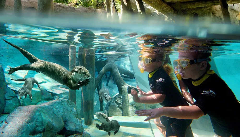 A person wearing snorkel gear observes and interacts with swimming otters through an underwater glass enclosure