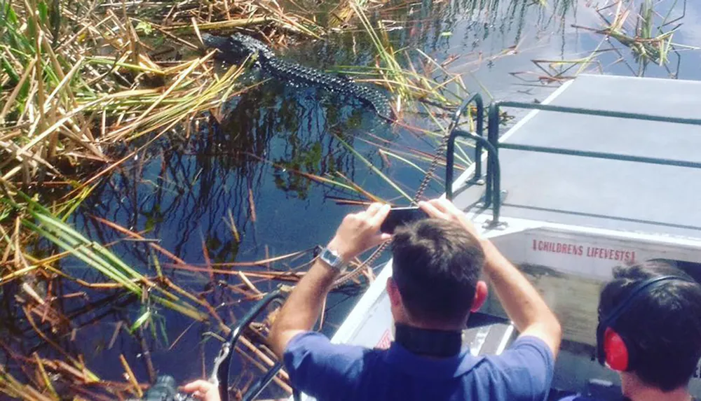 Two people on an airboat are close to an alligator in a marshy waterway