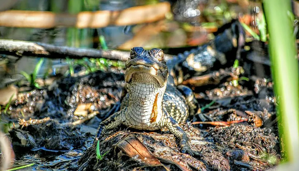 An alligator is basking in the sun with its mouth wide open amidst wetlands vegetation