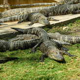 Boggy Creek Daytime 1 Hour Airboat Ride