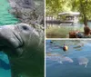 A snorkeler is swimming close to a large manatee in clear blue waters