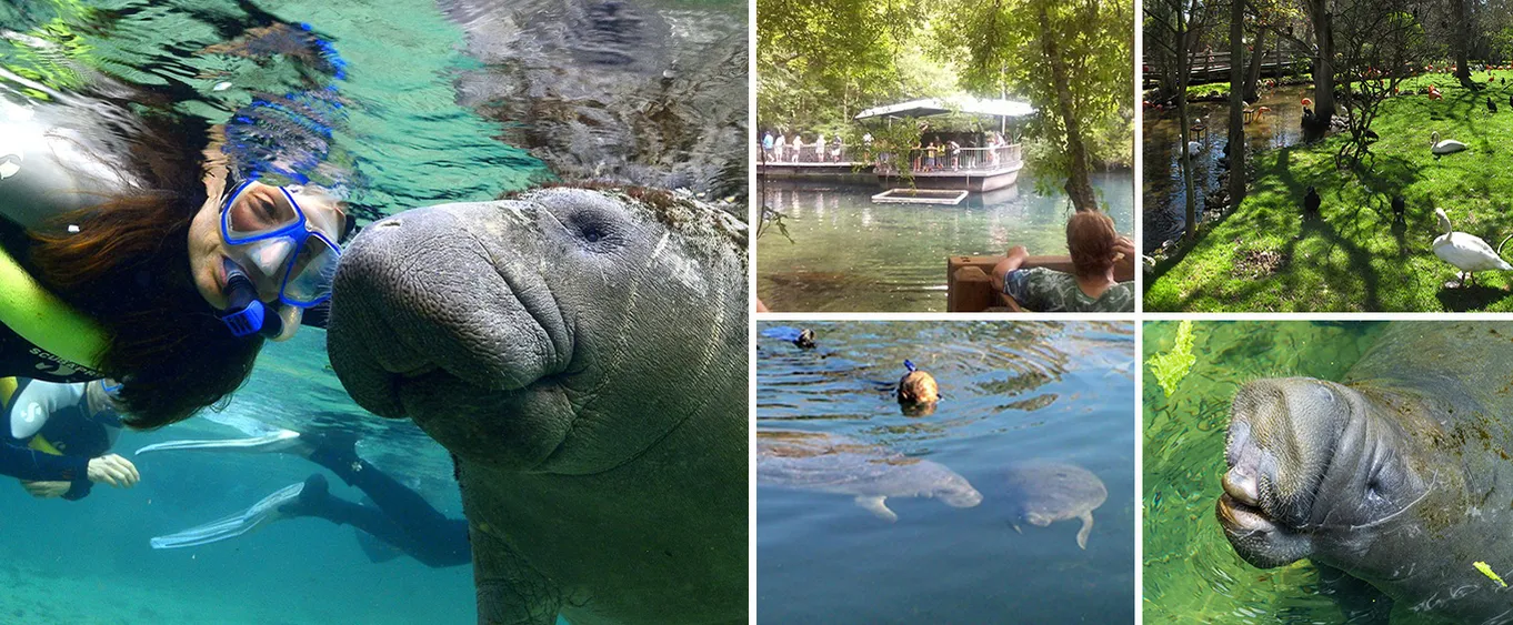 Swim with the Manatees