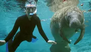 A snorkeler is swimming close to a large manatee in clear blue waters.