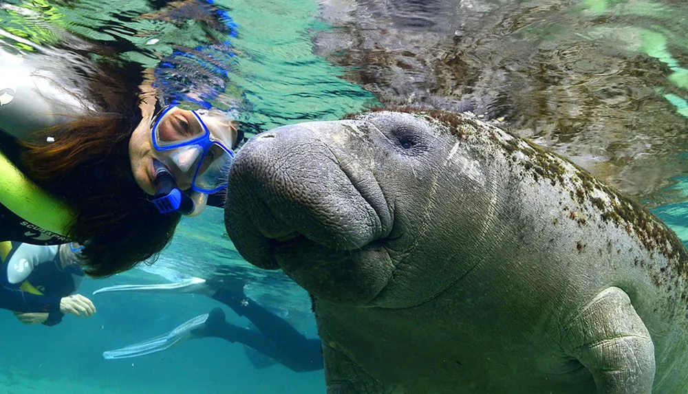 A snorkeler is having a close encounter with a gentle manatee in clear shallow waters