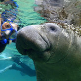 Homosassa State Park & Airboat Ride, Snorkel and Swim with Manatees