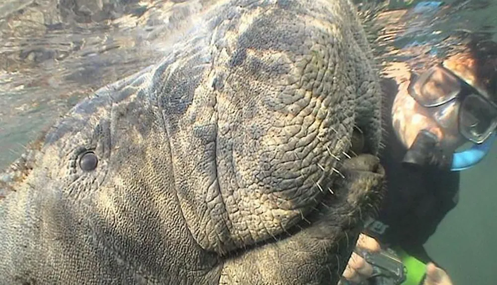 A manatee is up close to the camera while a diver observes it in the background underwater