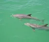 A dolphin is playfully leaping out of the water creating splashes around it
