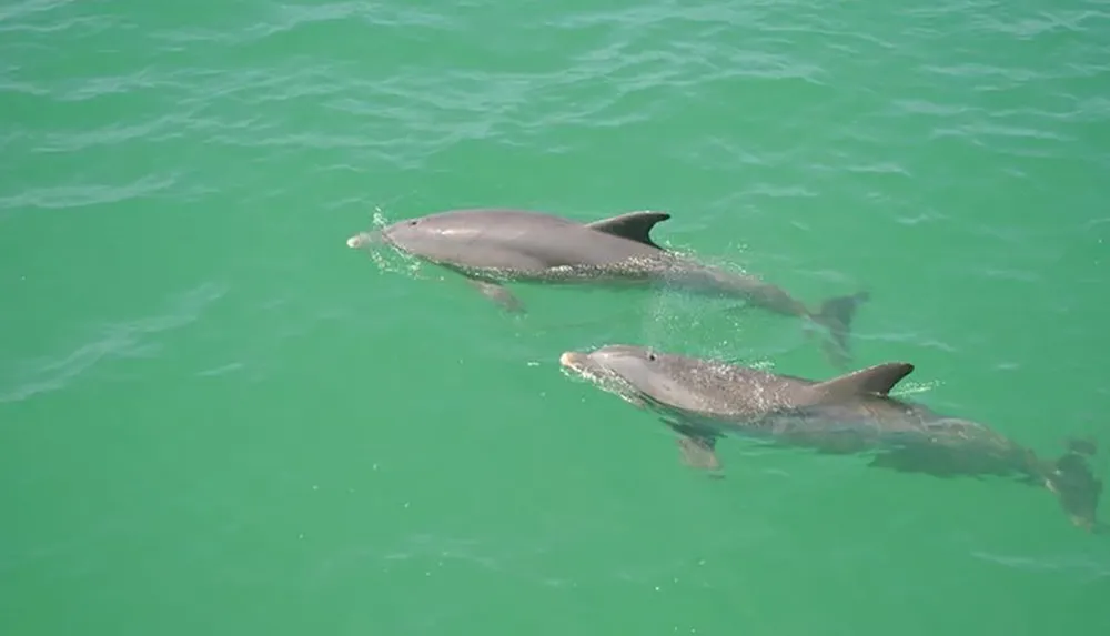Two dolphins are swimming near the surface of the greenish ocean water