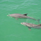 Dolphin Encounter Tour