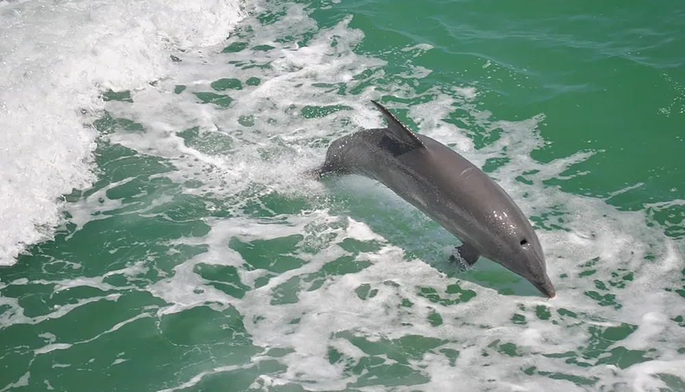 A dolphin is leaping out of the turquoise ocean water creating splashes