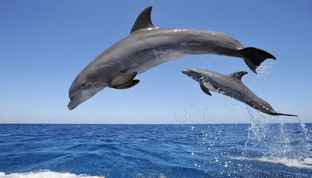 Two dolphins are leaping out of the blue ocean against a clear sky