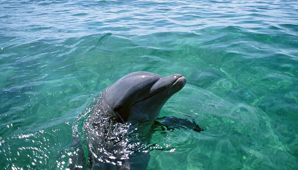 A dolphin is partially above the surface in clear greenish water looking towards the camera