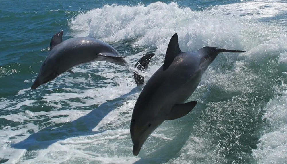 Two dolphins are leaping out of the water alongside a boat creating splashes in their wake