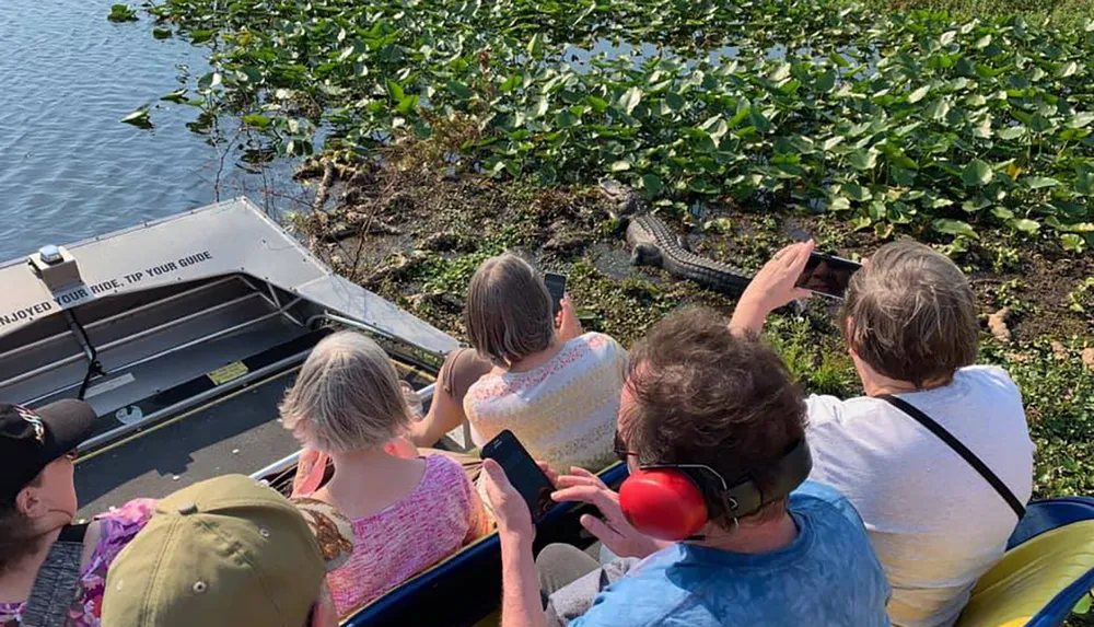 A group of people in a boat are taking pictures of an alligator in a swampy area with water plants