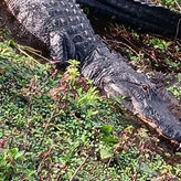 2-Hour Everglades & Shingle Creek Airboat Tour