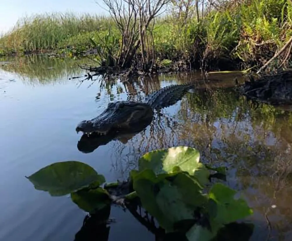 An alligator is seen partially submerged in water amidst vegetation