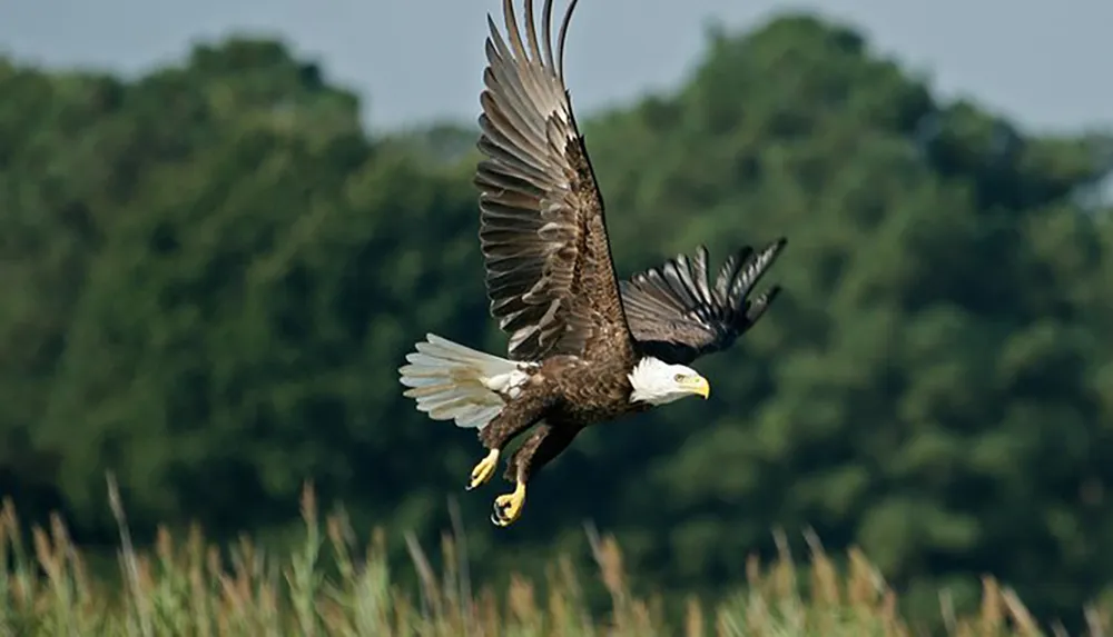 An American bald eagle is captured in mid-flight against a backdrop of green trees and a field