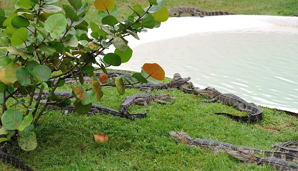 The image displays a group of crocodiles resting on grass near a body of water partially obscured by a tree in the foreground