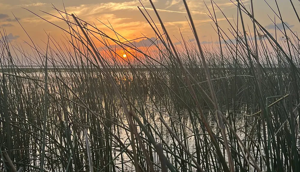 The image displays a serene sunset viewed through tall grasses by a body of water