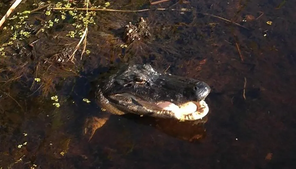 An alligator is partially submerged in water with its head visible showing its eyes and snout and its mouth slightly open