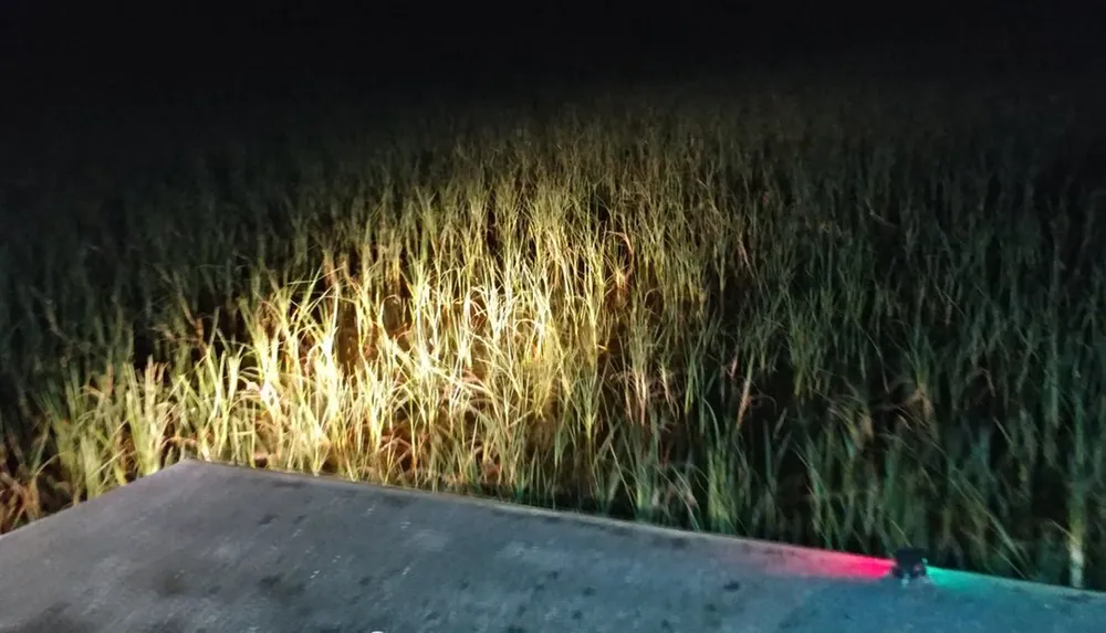 The image shows a vehicles headlights illuminating a dense field of tall grass at night creating a sharp contrast between light and darkness